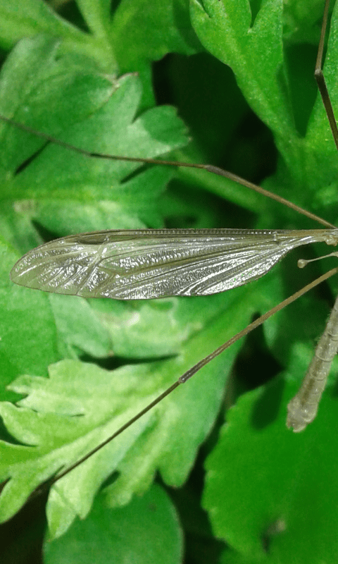 Tipulidae : Tipula sp.?  S